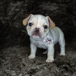 French Bulldog Puppies from Tran's Bullies