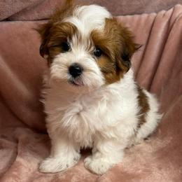 Cisco - Red male Havanese puppy in Maryville, Missouri from Dreamworks Havanese