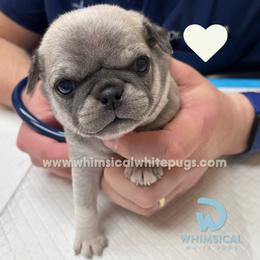 Girl 2 - female Pug puppy in Cleveland, Ohio from Whimsical White Pugs - Quality Comes First