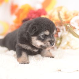 Alli -FULL AKC REGISTRATION- - Black and tan female Shiba Inu puppy in Neosho, Missouri from Kenny Cave K9s