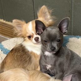Cyrus - Chihuahua