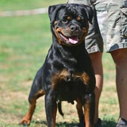 Catapulta - Rottweiler