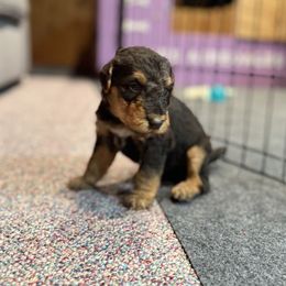 Boy 8 - male Airedale Terrier puppy in Hackettstown, New Jersey from Allie’s Airedales