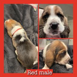 Red collar male - Black and white male Basset Hound puppy in Temple, Texas from Southern Rose Bassets