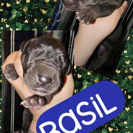 Basil - Blue male Great Dane puppy in Wellsville, New York from Prophecy Danes