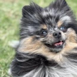 Pomeranians from Simon Pomeranians