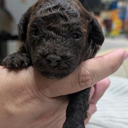 Hershey - Brown male Poodle puppy in Panama City Beach, Florida from Little Puppy Love