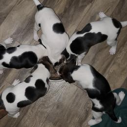 Treeing Walker Coonhounds from Amanda's Treeing Walker Coonhounds