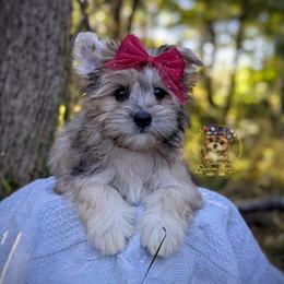 Bramble - Merle female Morkie puppy in Barren Springs, Virginia from Seeking Shalom Acres Maltese, Maltipoos & Havamalts