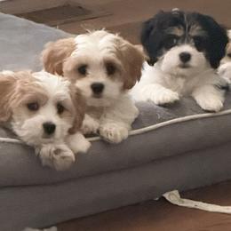 Companion Cross puppies from Wendy’s Maltese & Cavamalts of Virginia