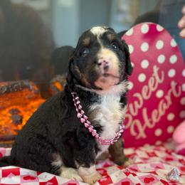 Valentine - Tri-color female Bernedoodle puppy in Carlotta, California from Lost Coast Bernese Mountain Dogs