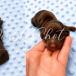 Rocket - Chocolate and tan male Dachshund puppy in Haughton, Louisiana from Double Shot Dachshunds
