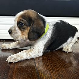 Boy 3 - male Beagle puppy in Walnut Grove, Missouri from C & L Beagles and Bassets