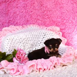 Marla - Chocolate and tan female Chihuahua puppy in Gloucester, Virginia from Charlotte's Web of Chihuahuas