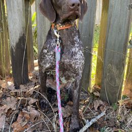 Josie - German Shorthaired Pointer