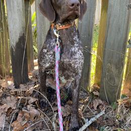 Josie - German Shorthaired Pointer