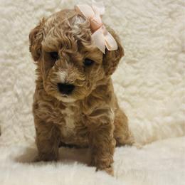 Lady Agatha Danbury - Buff and white female Cockapoo puppy in Piedmont, Oklahoma from Perdue Puppies