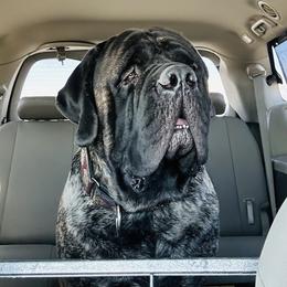Bentley - Mastiff