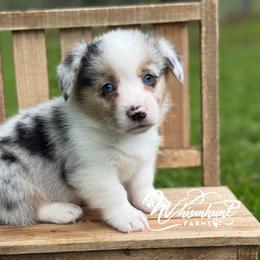 Blue Merle boy 1700 - Blue merle and white male American Corgi puppy in Nashville, Arkansas from Whisenhunt Farms