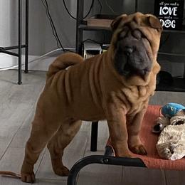 Mariah - Chinese Shar-Pei