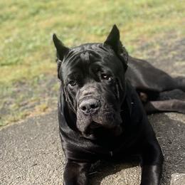 Ragnar - Cane Corso
