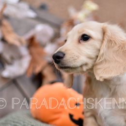 Luigi (Blue) - Cream Dachshund puppy in Visalia, California from Paradachs Kennels