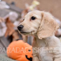 Luigi (Blue) - Cream Dachshund puppy in Visalia, California from Paradachs Kennels