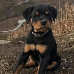 Rottweiler Puppies from AK Rotts