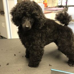 Poodle Puppies from Karamba Toy Poodles