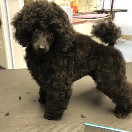 Poodle Puppies from Karamba Toy Poodles
