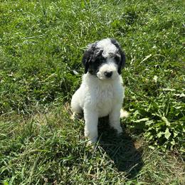 Blu - Merle-sable male Saint Berdoodle puppy in Batavia, Ohio from Donciedoodlesohio.com