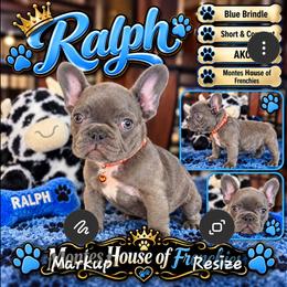 Ralph - Blue male French Bulldog puppy in Avondale, Arizona from Montes House of  Frenchies