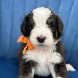 Friedrich FURNISHED - Tri-color male Bernedoodle puppy in Bellville, Ohio from Bernedoodle Buddies