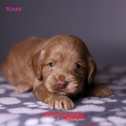 Rhea - Red female Cockapoo puppy in Canastota, New York from Silver City Cockapoos