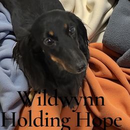 Hope - Dachshund