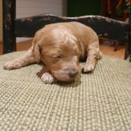 Boy 3 - Apricot male Goldendoodle puppy in Texas from Doodles Divine