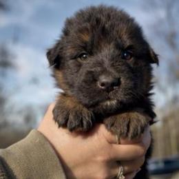 Axiom - Black and red male German Shepherd puppy in Lexington, Virginia from Stahlhaus ( Previously Buffelbach Farmstead Shepherds)