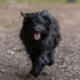 Ten - Pyrenean Shepherd