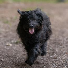 Ten - Pyrenean Shepherd