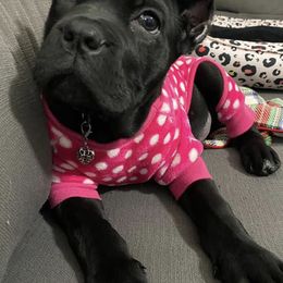 Cane Corso from Twisted Cane Corsos