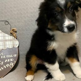 Miniature Australian Shepherd Puppies from Arch Hill Mini Aussies