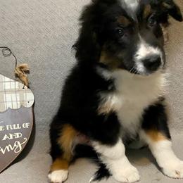 Miniature Australian Shepherd Puppies from Arch Hill Mini Aussies