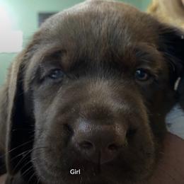 Labrador Retrievers from Linda's Labrador Retrievers