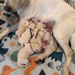 Red collar - Yellow female Labrador Retriever puppy in Orangevale, California from Willow Kane Farm Labrador Retrievers