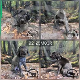Boy 192125M03R - Black and white male German Shorthaired Pointer puppy in Moyie Springs, Idaho from Wier Farms GSP