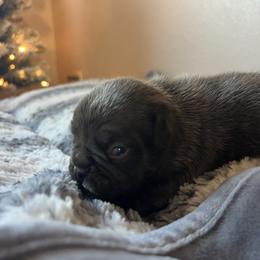 Mulberry - Fawn female French Bulldog puppy in Anderson, California from Wooftown Kennels