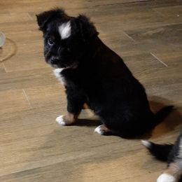 Miniature Australian Shepherd Puppies from Mikki's Toy Aussies
