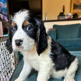 Max - Black white and tan male English Springer Spaniel puppy in Sonora, California from Sonora Hills ESS