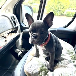 French Bulldog All Grown Up from Hogue's Family Frenchie's