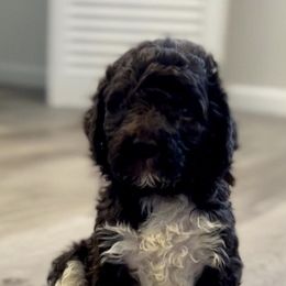 Goldendoodles and Shih Tzus from Fluff N More